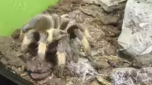 Brachypelma emilia