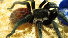 Brachypelma vagans