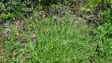 Brachypodium sylvaticum