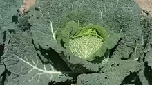 Brassica oleracea var. capitata var. sabauda