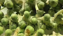 Brassica oleracea var. gemmifera