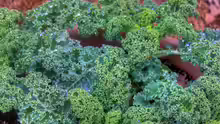 Brassica oleracea var. sabellica