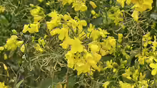Brassica rapa