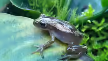 Afrixalus dorsalis
