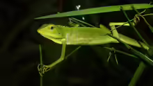 Bronchocela jubata