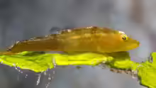 Bryaninops amplus