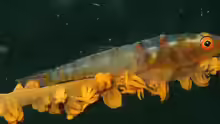 Bryaninops yongei