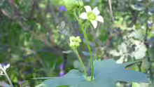 Bryonia dioica