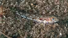 Buenia affinis