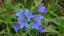 Buglossoides purpurocaerulea
