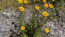 Buphthalmum salicifolium