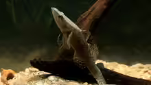 Butis humeralis