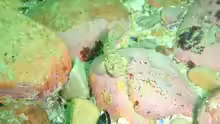 Caffrogobius nudiceps