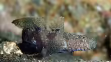 Callogobius shunkan