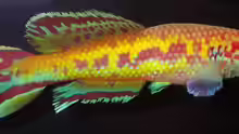 Callopanchax occidentalis