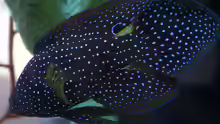 Calloplesiops altivelis