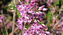 Calluna vulgaris