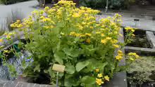Caltha palustris