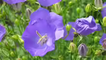 Campanula carpatica
