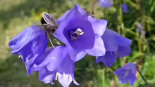 Campanula persicifolia