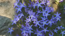 Campanula poscharskyana
