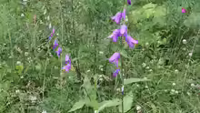 Campanula rapunculoides