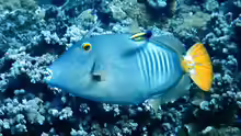 Cantherhines dumerilii