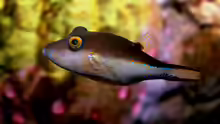 Canthigaster rostrata