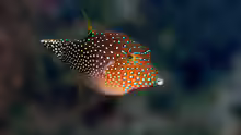 Canthigaster solandri