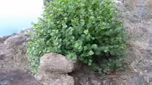 Capparis spinosa