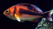 Caprodon schlegelii