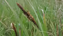 Carex riparia