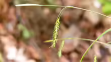 Carex sylvatica