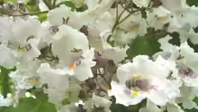 Catalpa bignonioides