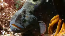 Cebidichthys violaceus