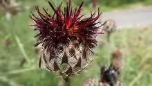 Centaurea atropurpurea