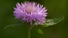 Centaurea hypoleuca