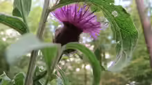 Centaurea nigra