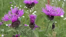 Centaurea pseudophrygia