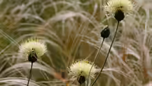 Centaurea ruthenica