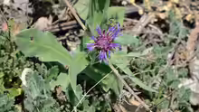 Centaurea triumfettii