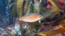 Centrolabrus exoletus