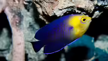 Centropyge argi