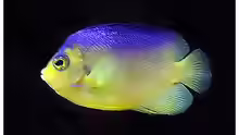 Centropyge colini