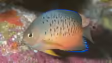 Centropyge ferrugata