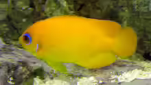Centropyge flavissima