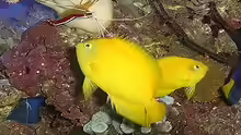 Centropyge heraldi