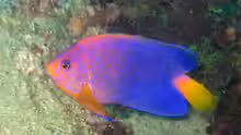 Centropyge interrupta