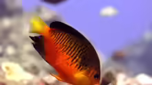 Centropyge shepardi