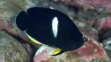 Centropyge tibicen